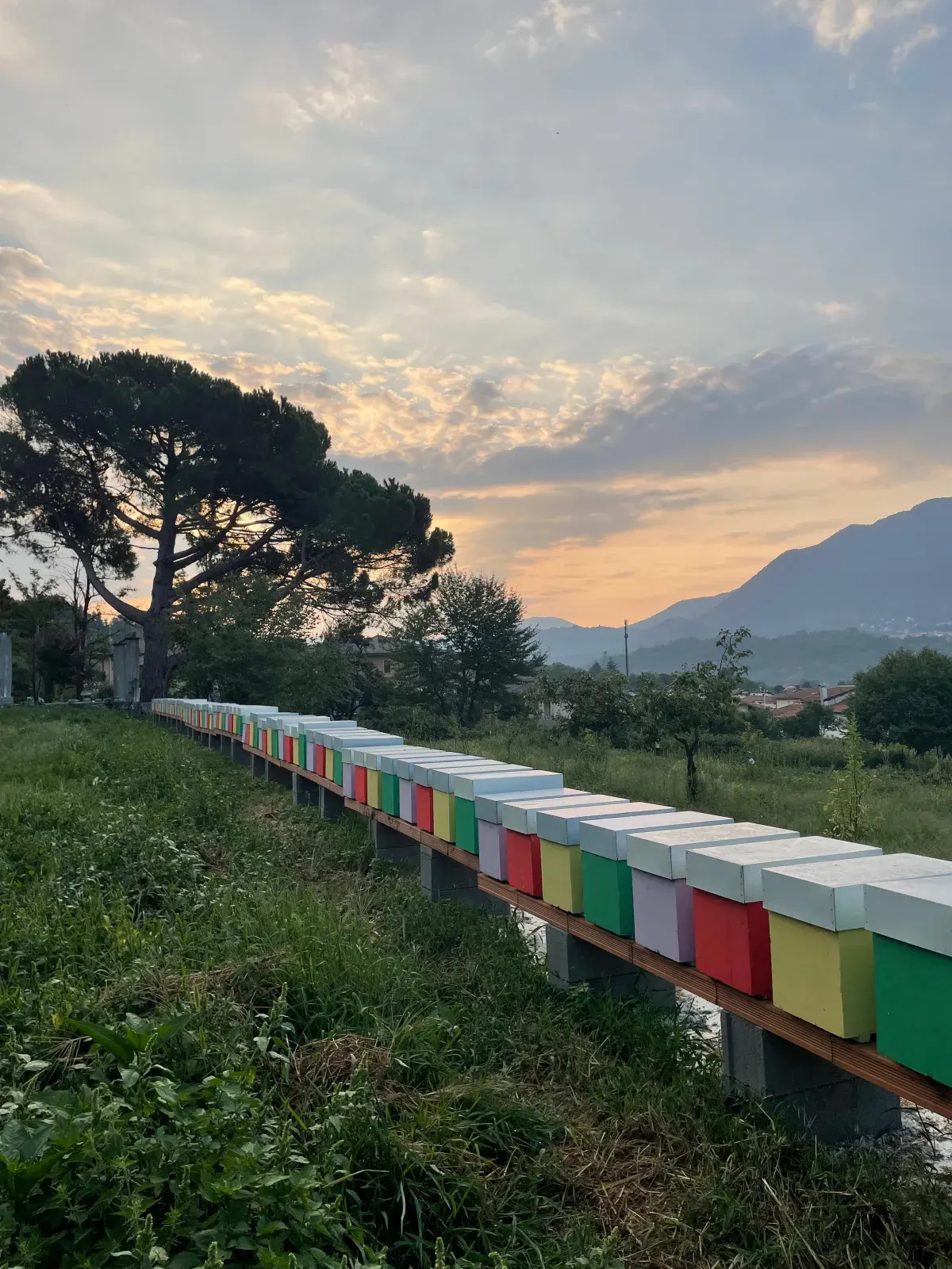 The apiary hives lined up in the meadow at sunset