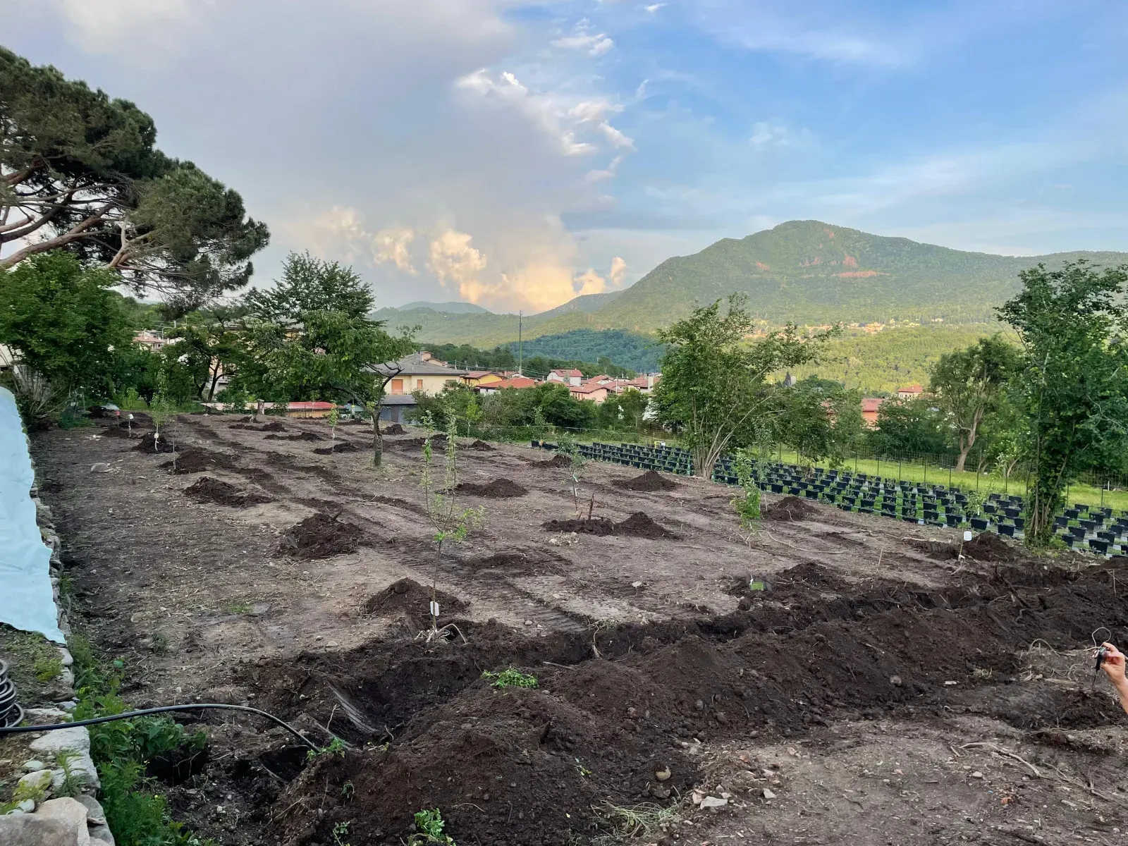 The freshly planted field with its young fruit trees
