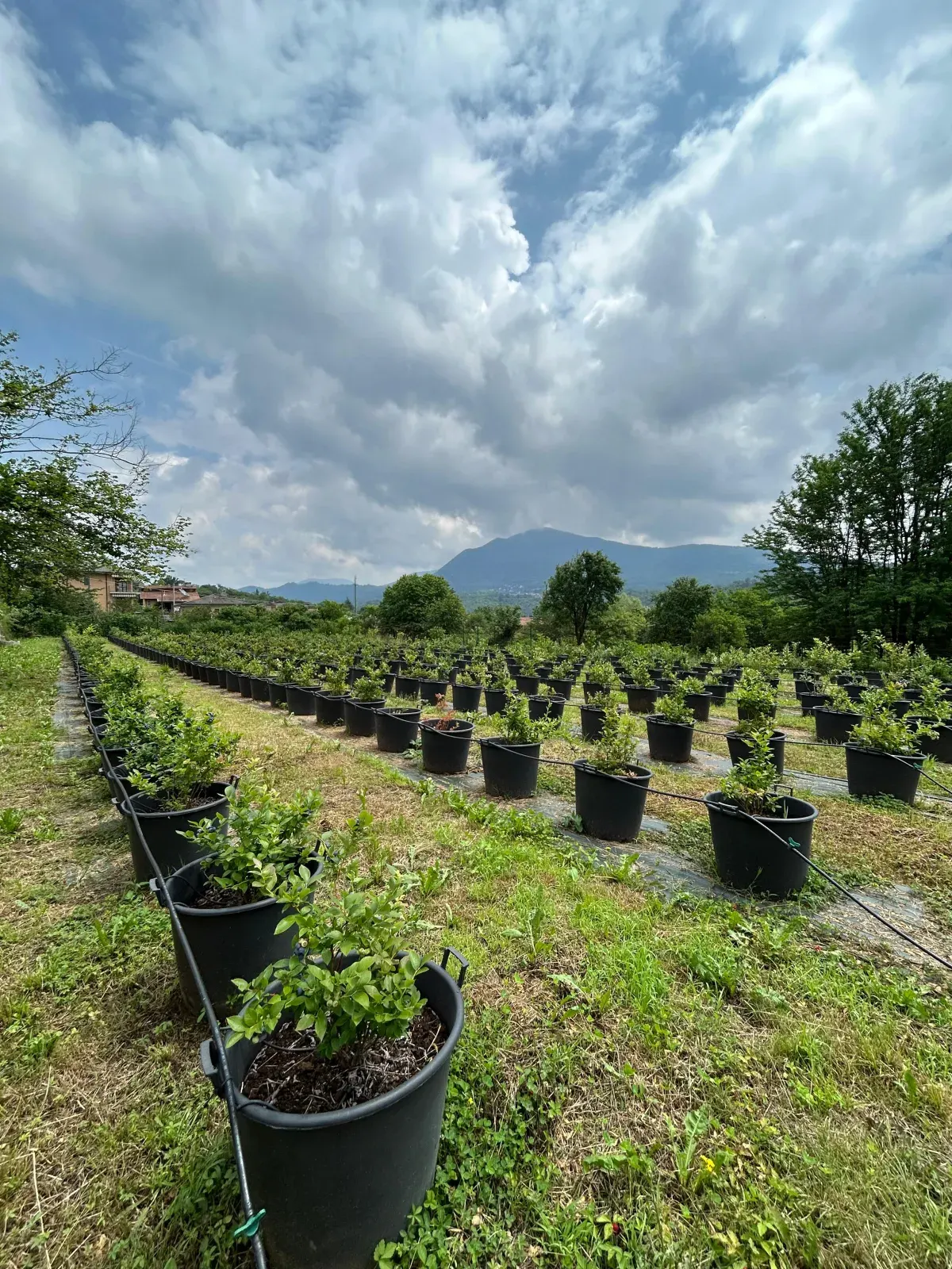 Rows of potted blueberry bushes on our farm