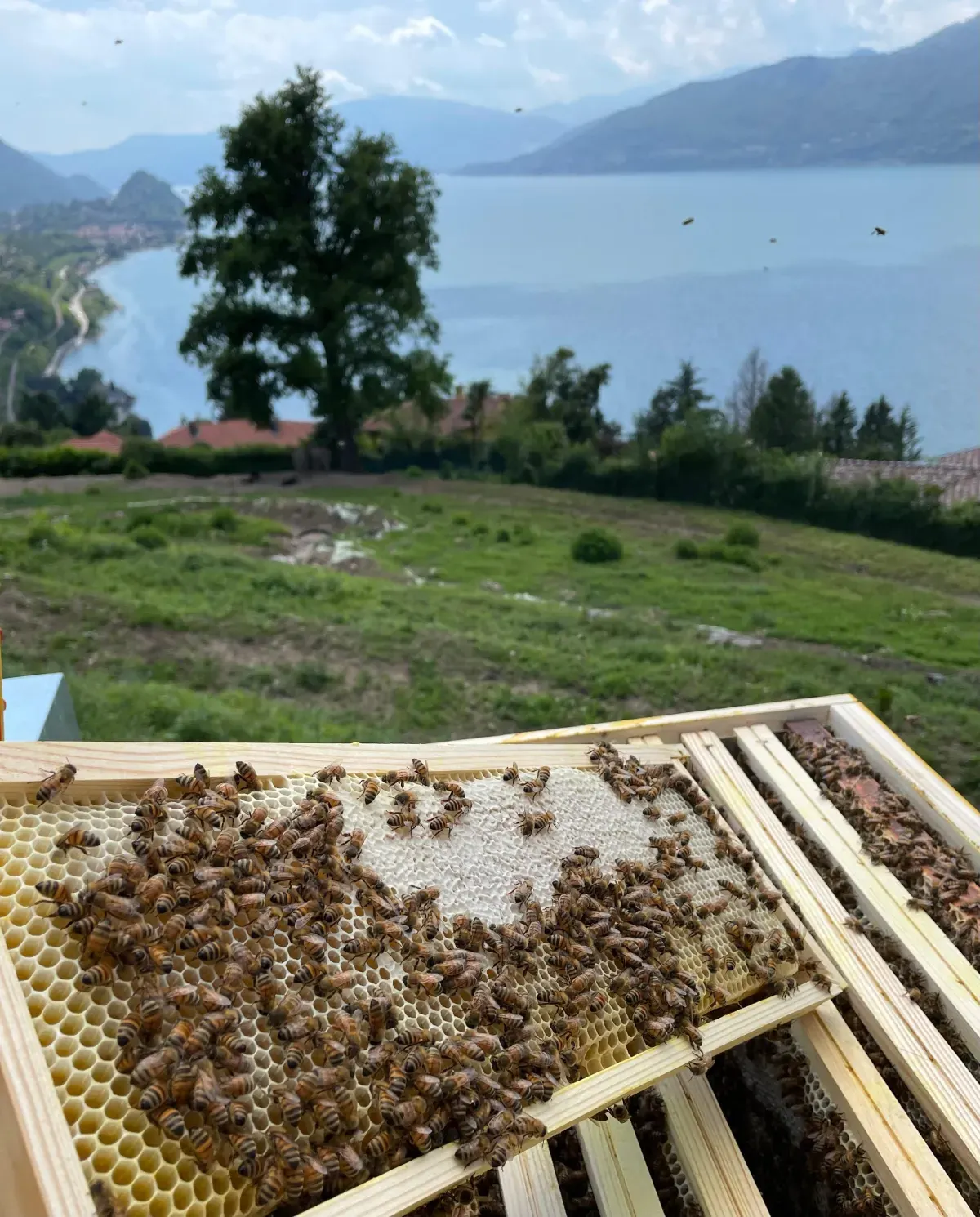 A honey frame covered in bees, with Lake Maggiore behind